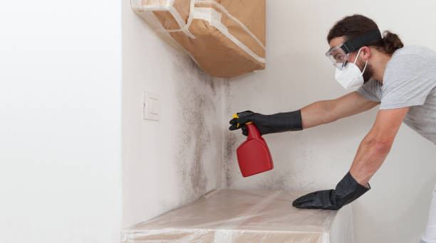 Professional Basement Mold Removal technician working in Randolph, NJ